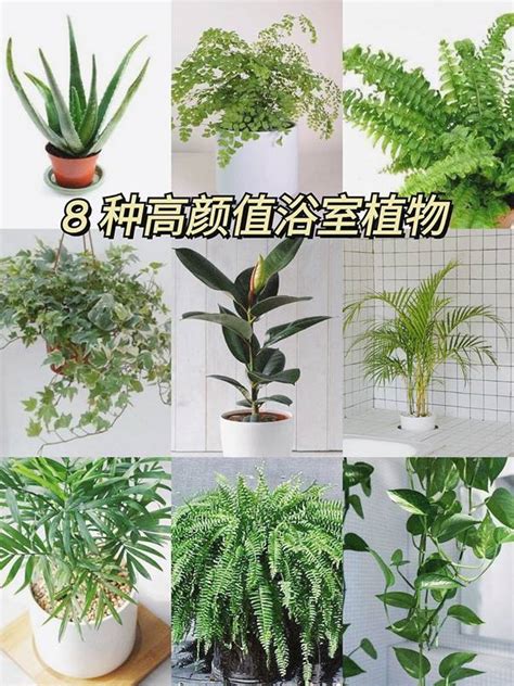 廁所植物|廁所放什麼植物好？4種耐陰且好照顧的植物推薦 